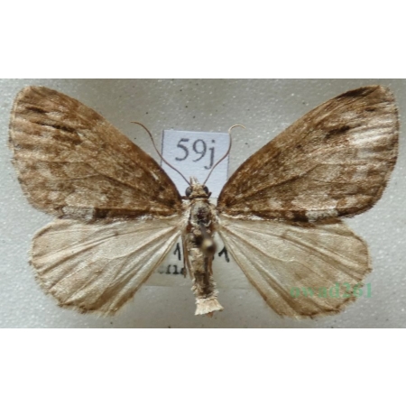 Hydriomena impluviata (Denis & Schiffermüller, 1775) Paśnik olszyniak Czech59j